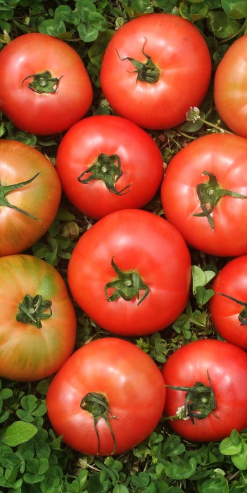 품절-가을에만나요] 유기농 토마토  3k 5k자체브랜드아산시 둘러앉은밥상